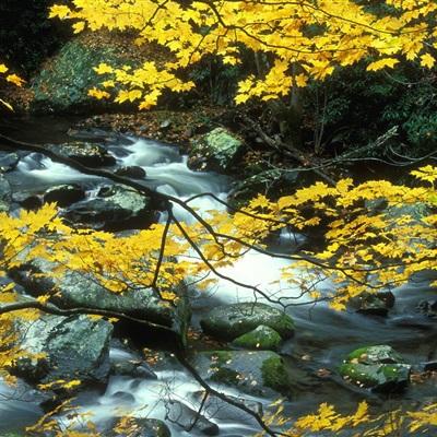 澳门威斯尼斯WNS888入口手机app下载